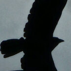 chipped