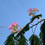 sillyflower